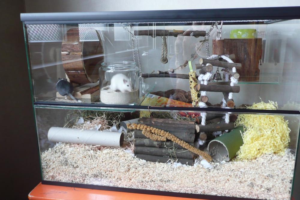 Muizen terrarium 65x40x50
